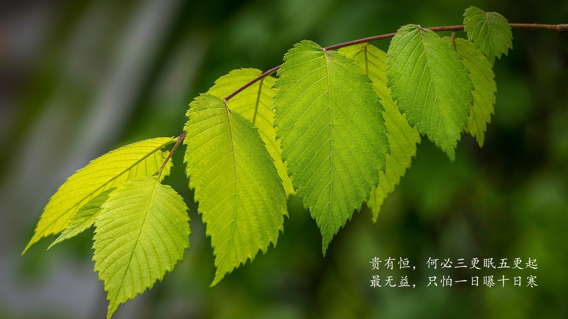 伊朗队门将穆斯莱拉在巴黎奥运会上展现出高水平的扑救能力，伊朗 球星