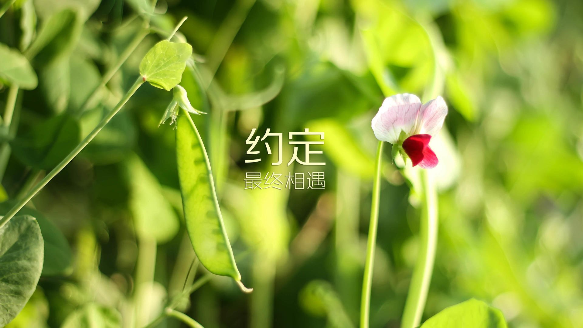 九游sports-公牛后卫行为失常 似有离队迹象，公牛进过几次季后赛