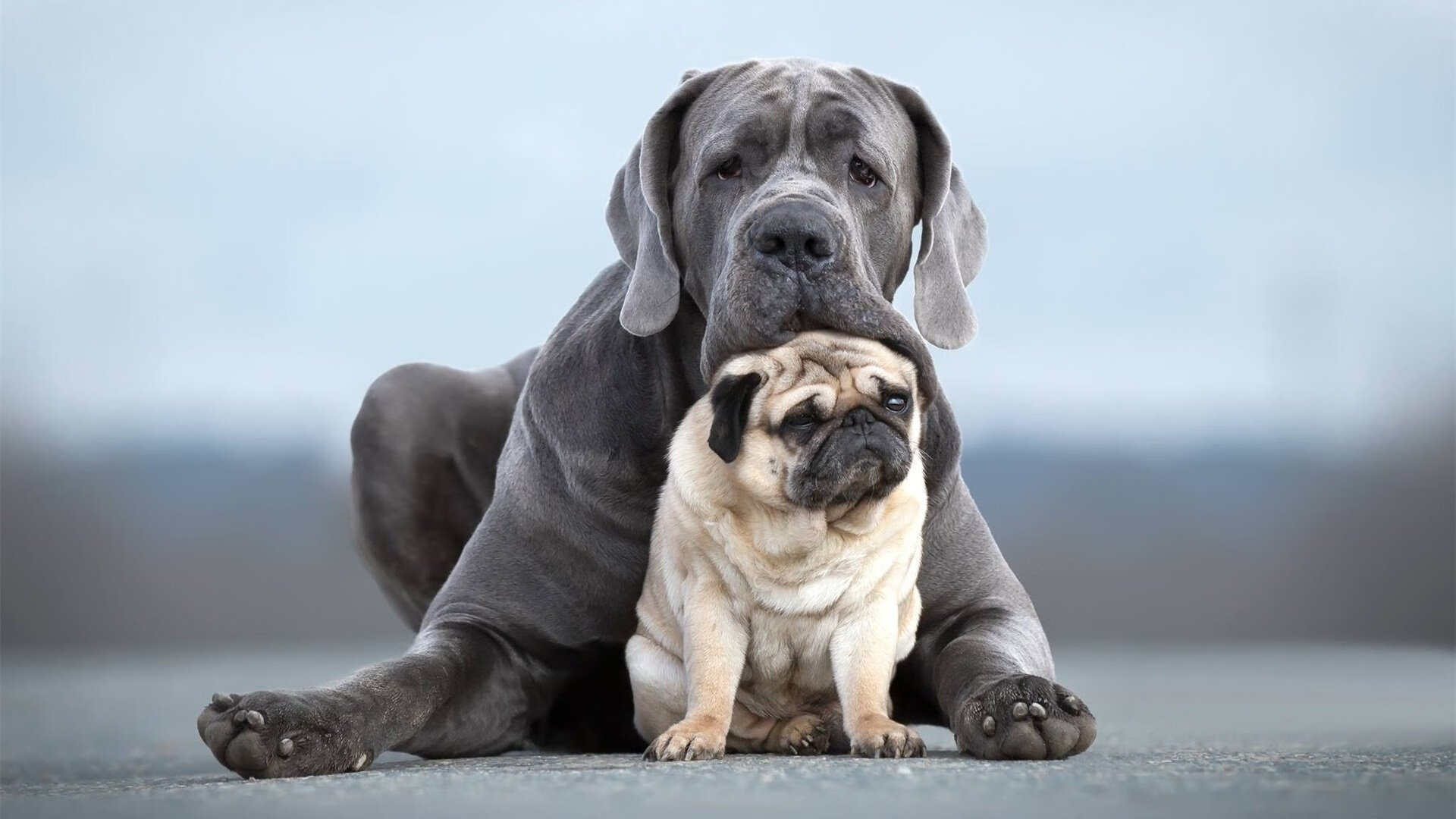 那不勒斯客场不敌罗马,遭遇失利,那不勒斯球队厉害吗