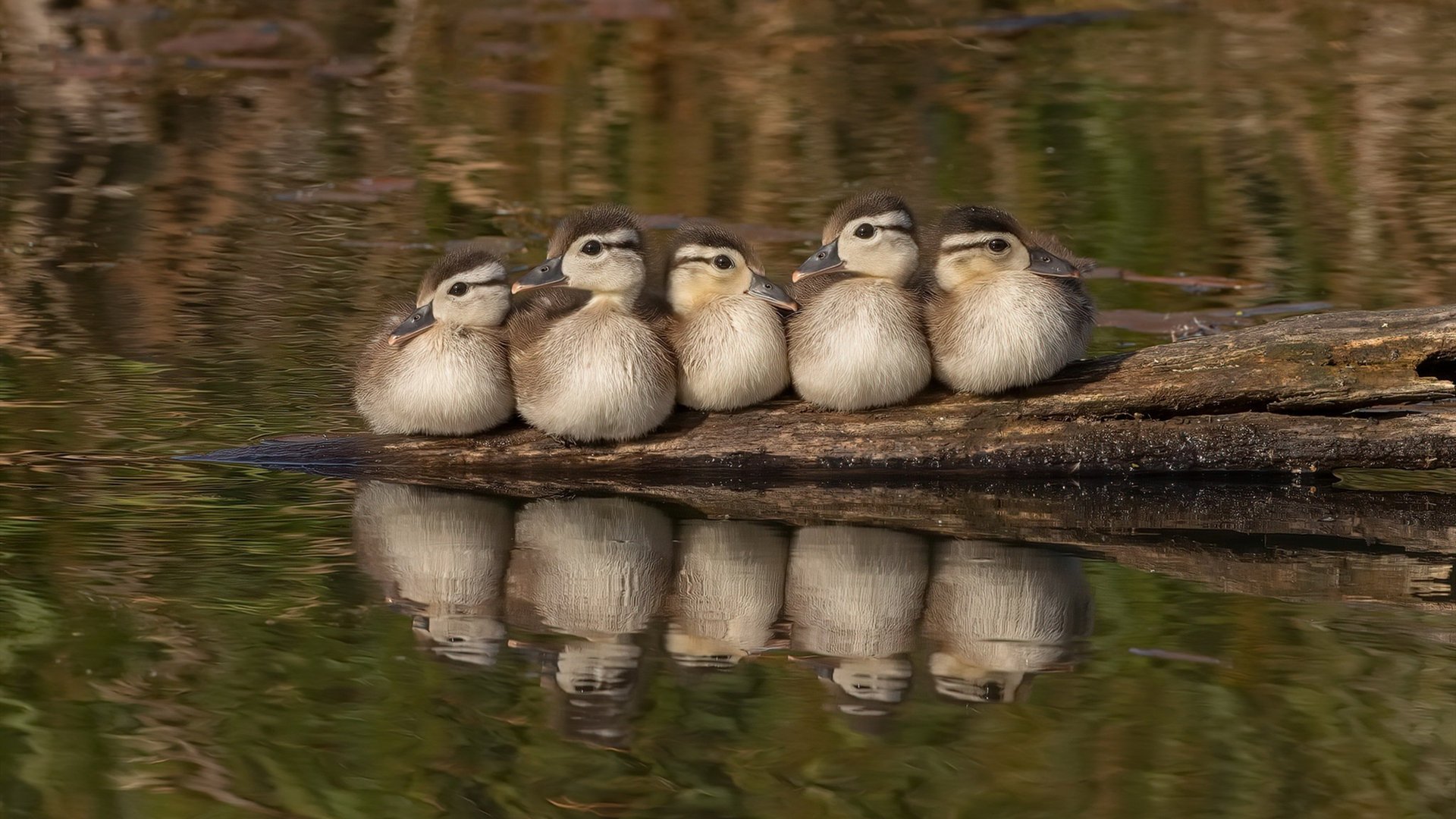 主场气氛是否能直接影响点球心理稳定度,足球主场气氛
