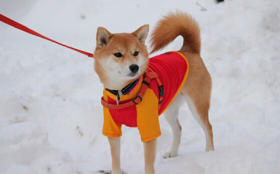 帆船冬训营在海南开营百余学员参训,海南帆船训练基地