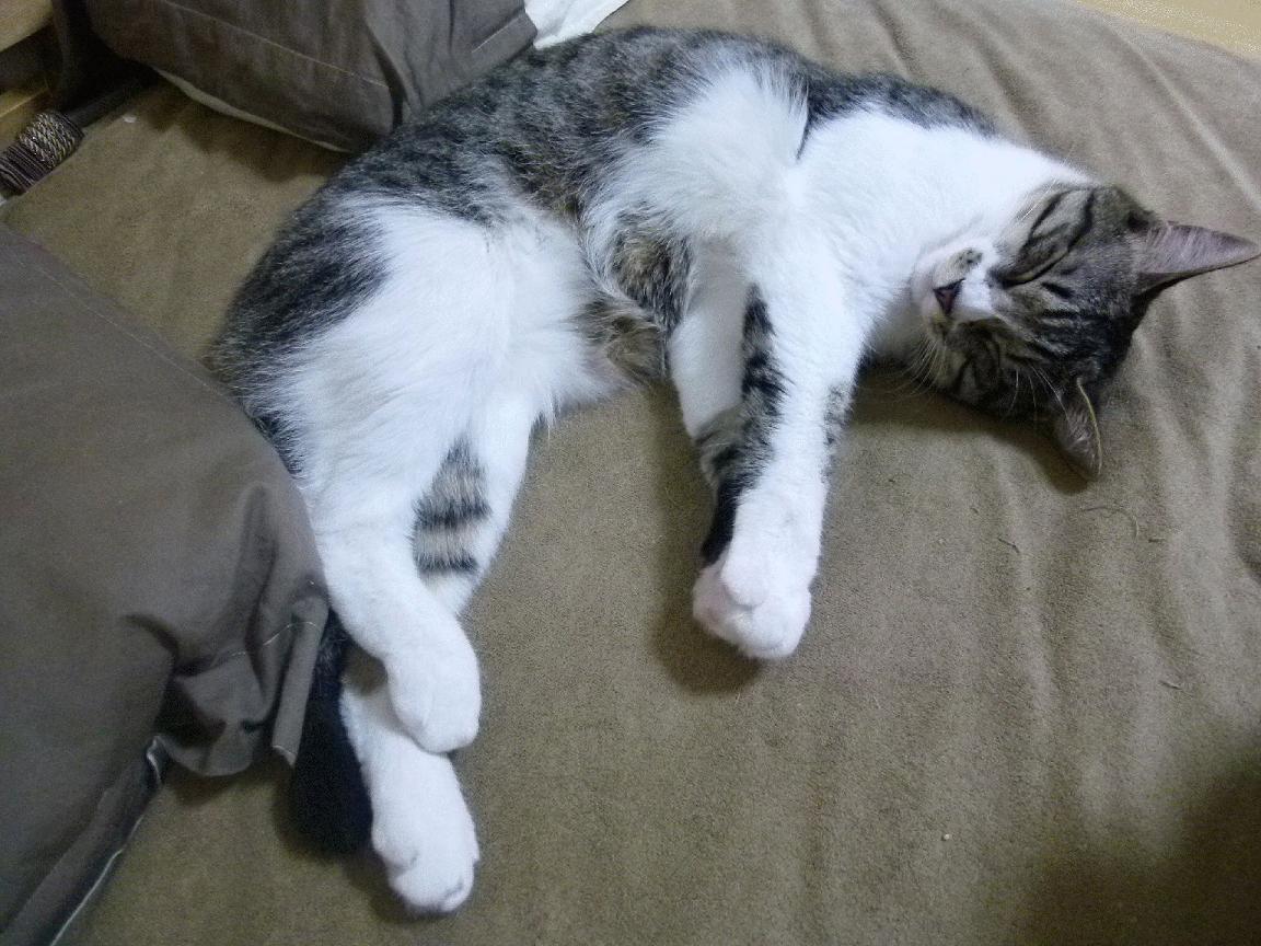 国际足球界引入区块链技术,确保比赛数据透明可信,国际足联最新审定的足球竞赛规则