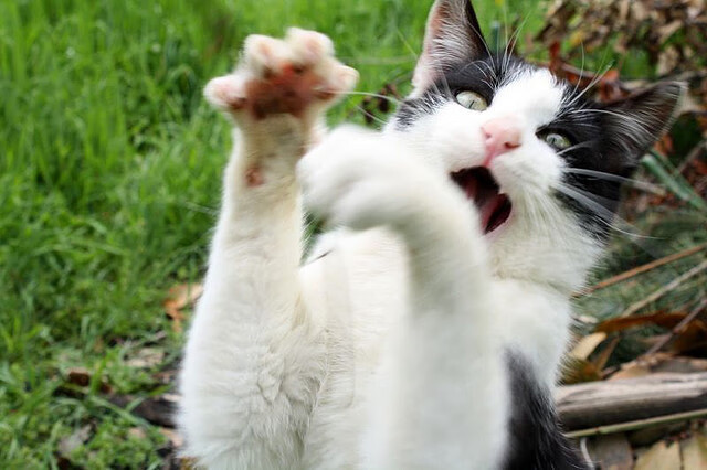 斯洛文尼亚女篮在欧洲锦标赛中表现出色,争夺奖牌目标坚定,斯洛文尼亚男篮欧冠