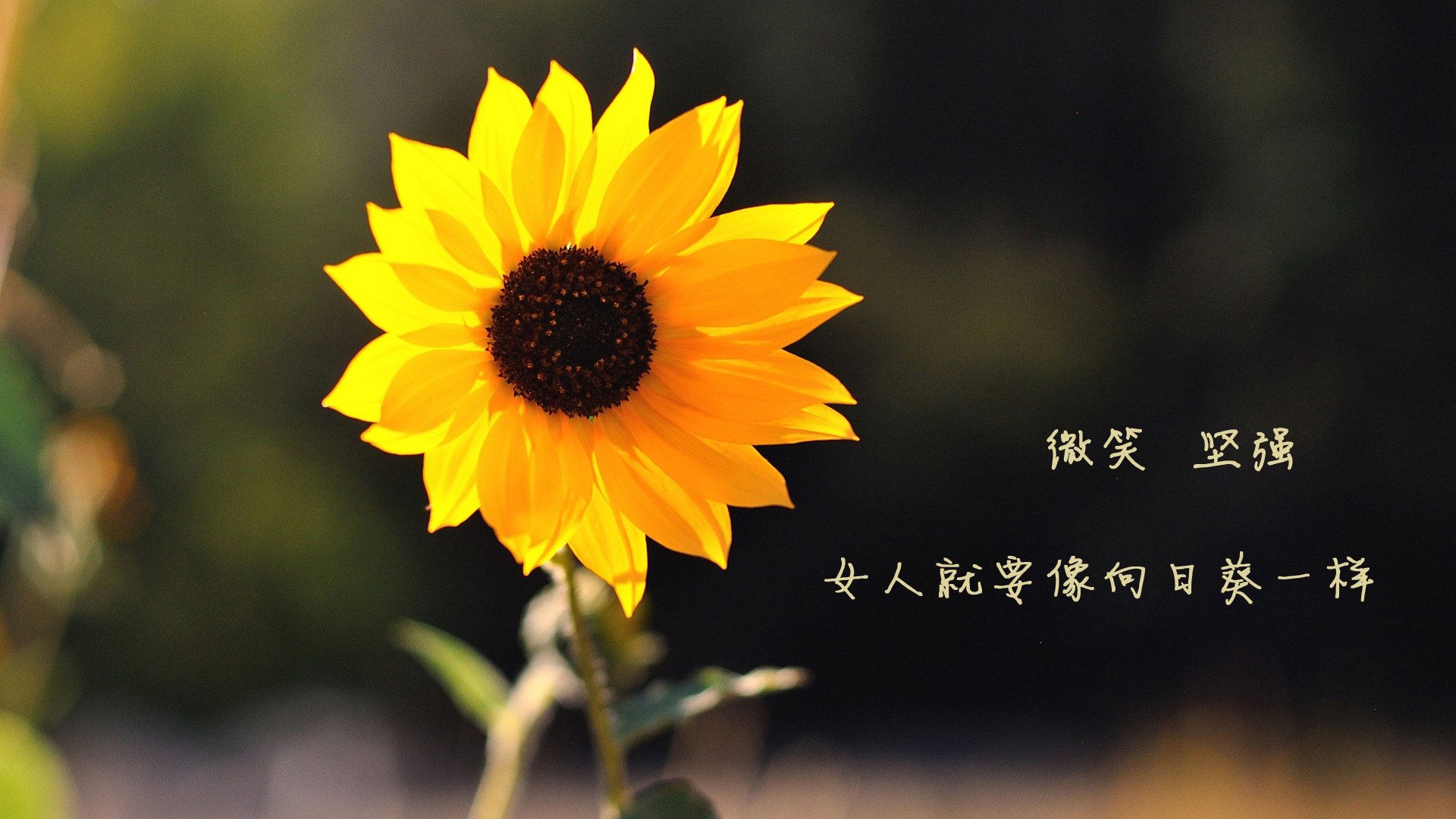 朱婷鼓励球迷现场为队伍加油，朱婷发文致谢