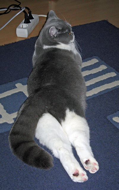 九游官网下载电脑版-渡边一平决赛稳定发挥赢得掌声，渡边一雄