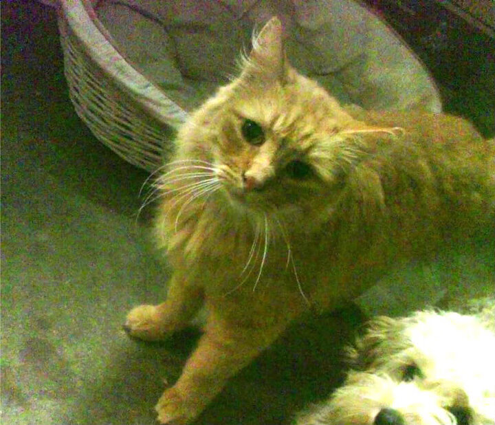 九游网页版入口-詹姆斯替补登场瞬间提升场上节奏湖人止颓势，詹姆斯 替补