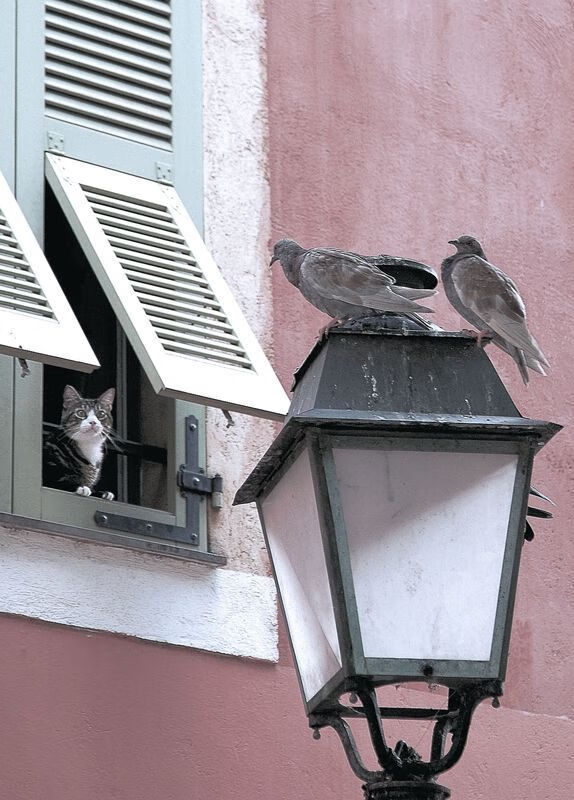 詹姆斯替补登场瞬间提升场上节奏湖人止颓势,詹姆斯 替补